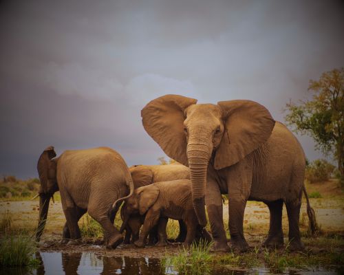 sariska-national-park